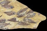 Fossil Fish (Gosiutichthys) Mortality Plate - Lake Gosiute #130054-1